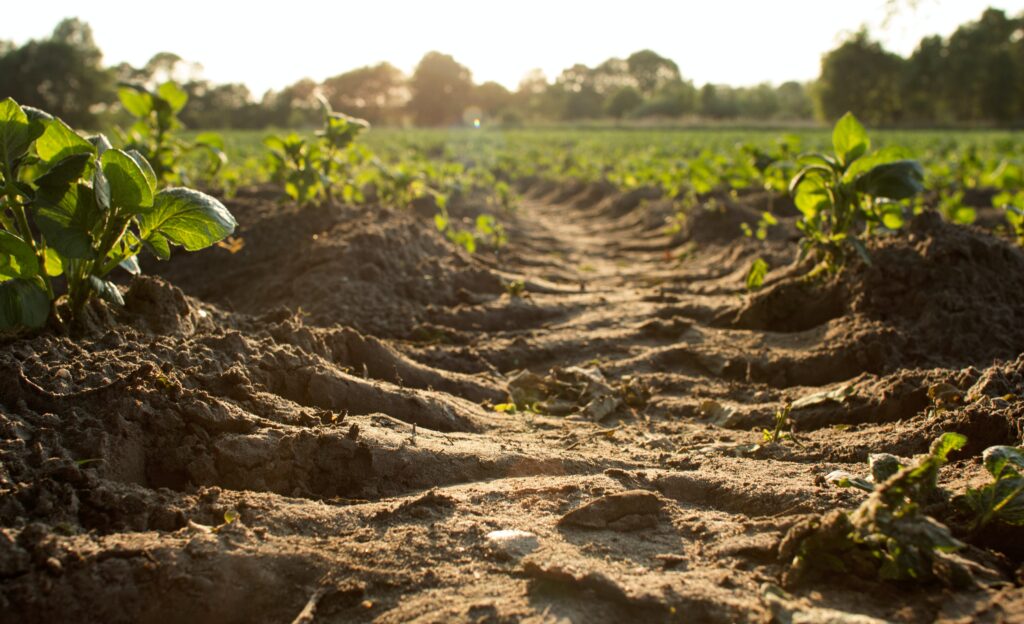 organic soil grows healthy food festival