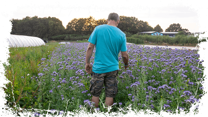 Man with blue tshirt walking through field of purple flowers